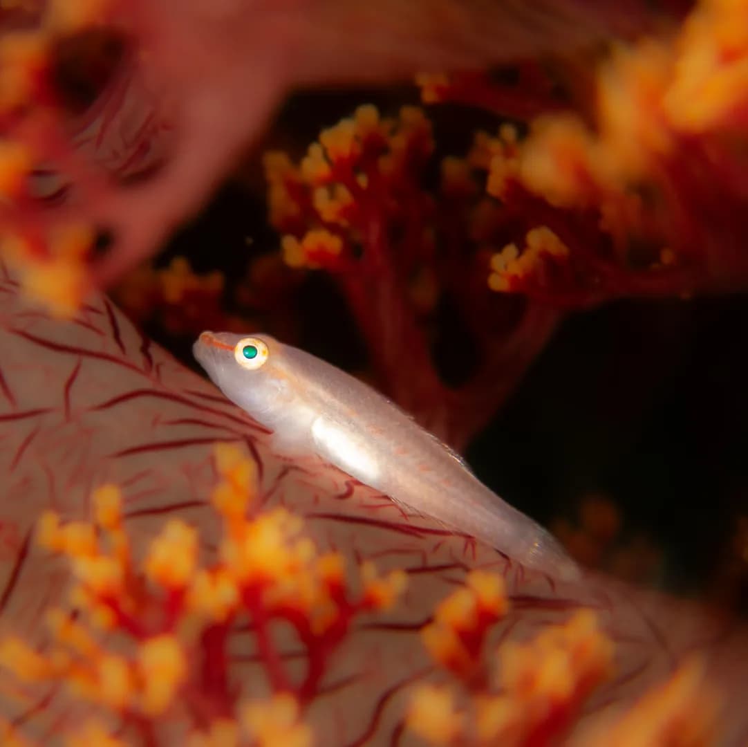 Pleurosicya boldinghi