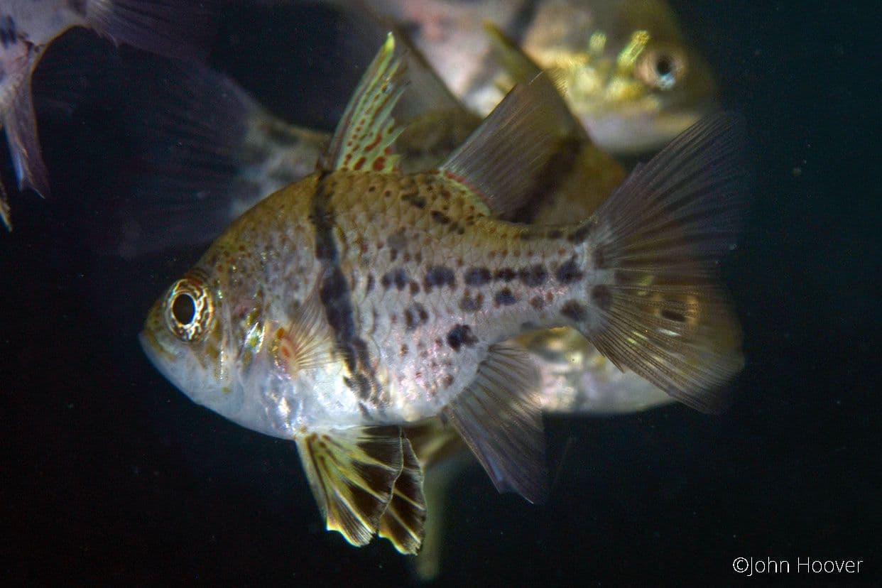 copyright Lembeh Resort
