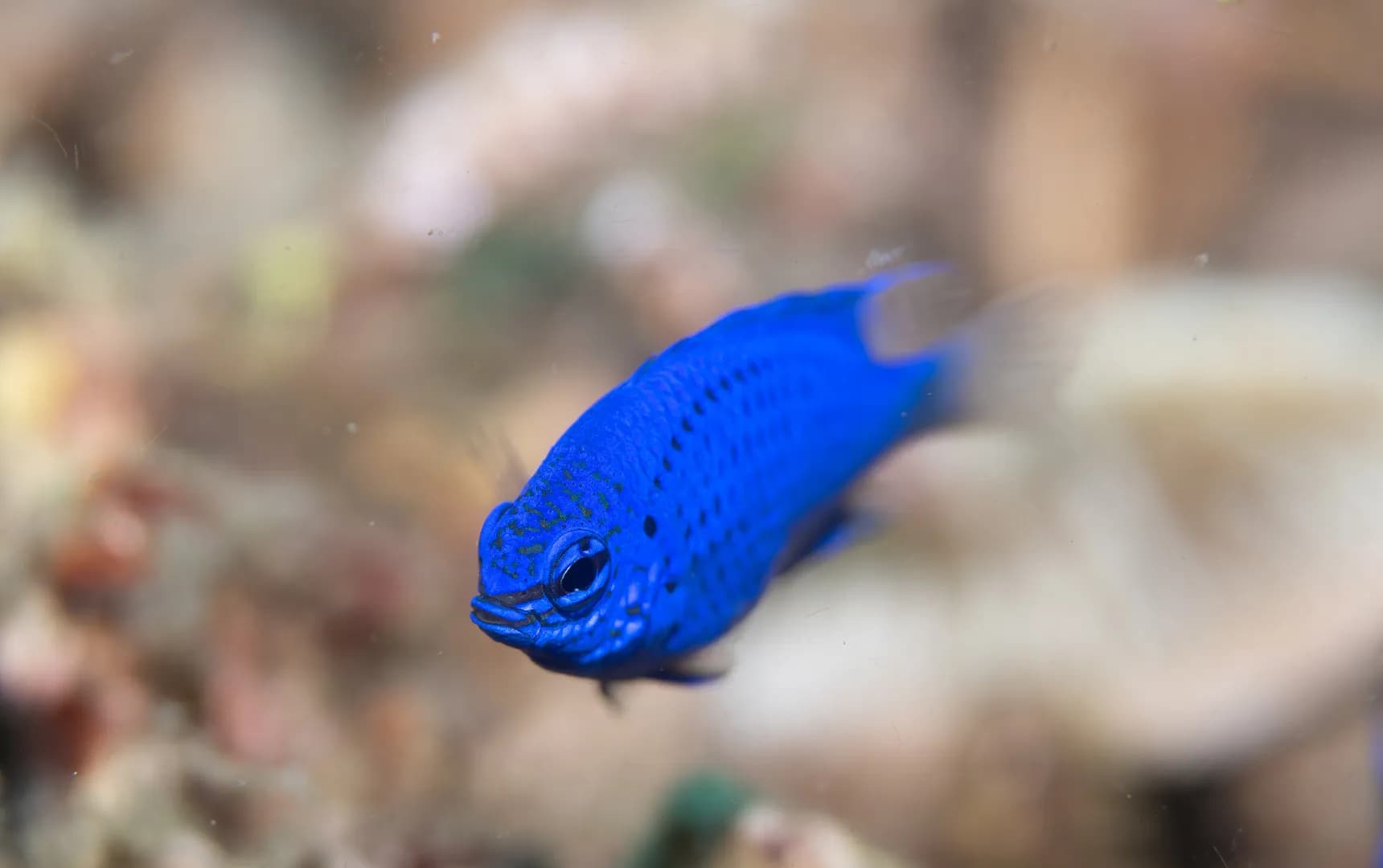 Chrysiptera springeri