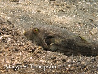 copyright Margaret Thompson