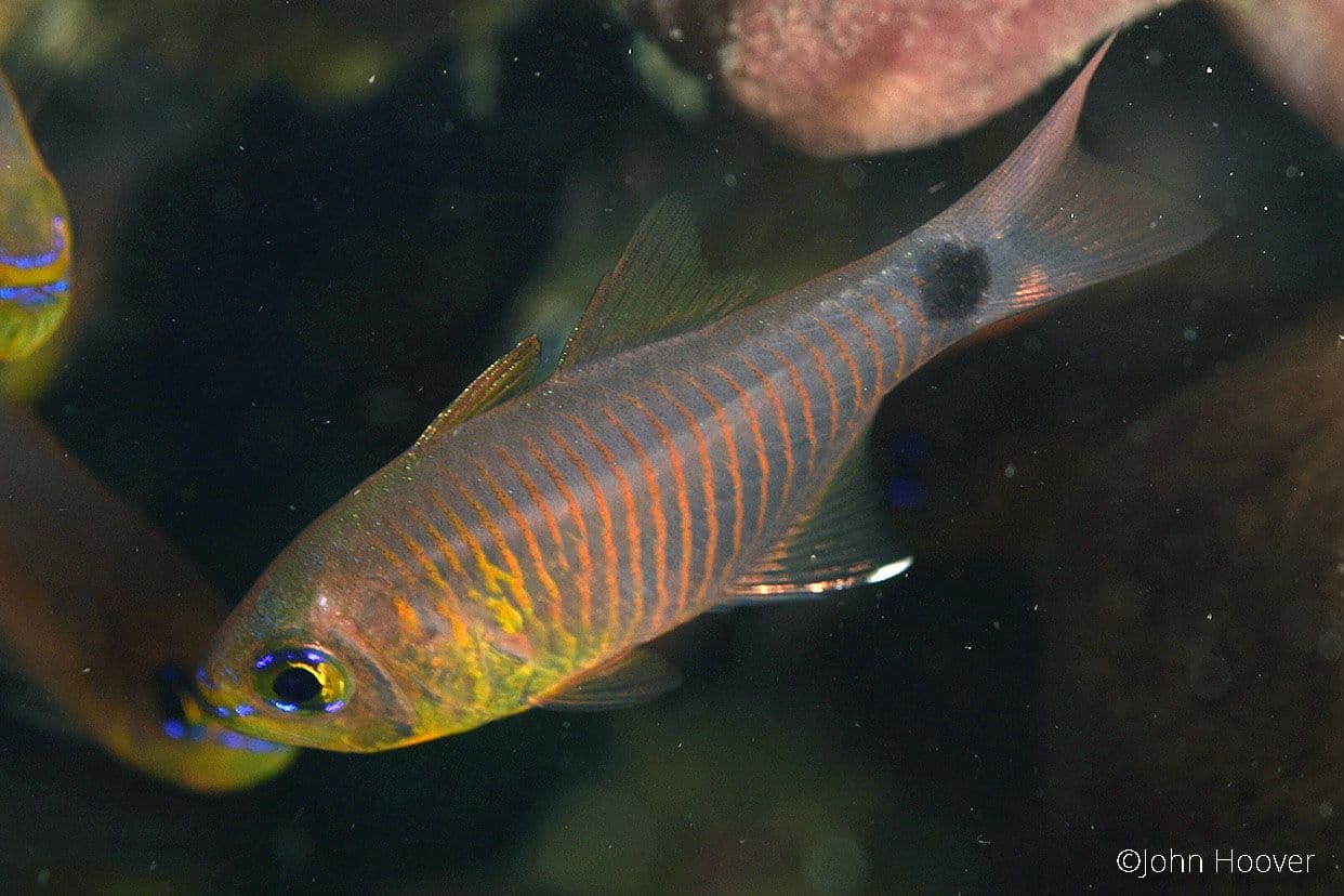 copyright Lembeh Resort