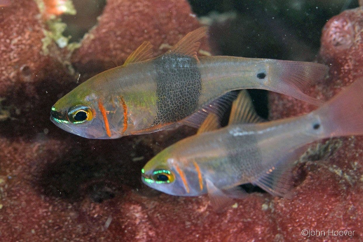 copyright Lembeh Resort