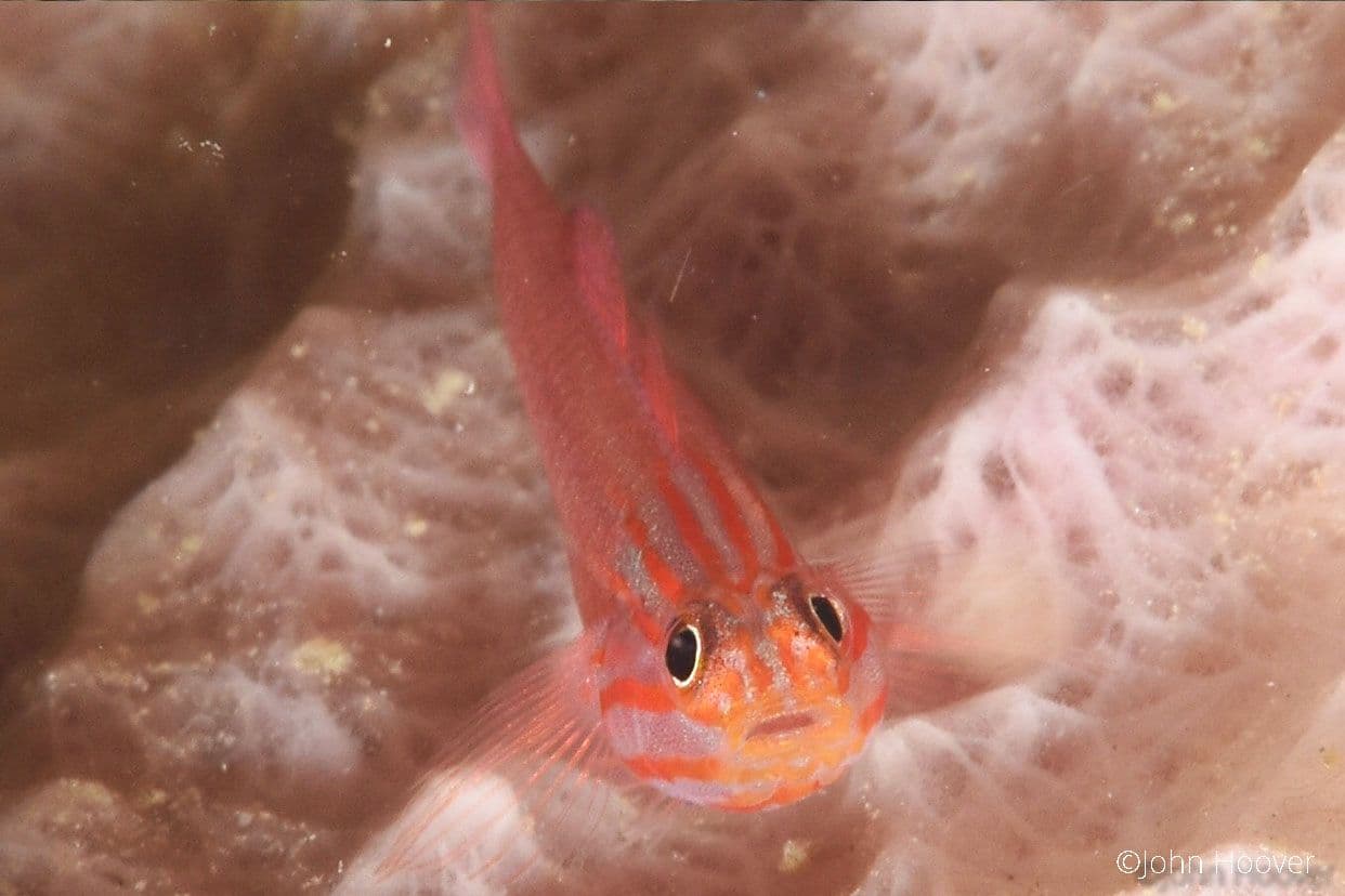 copyright Lembeh Resort