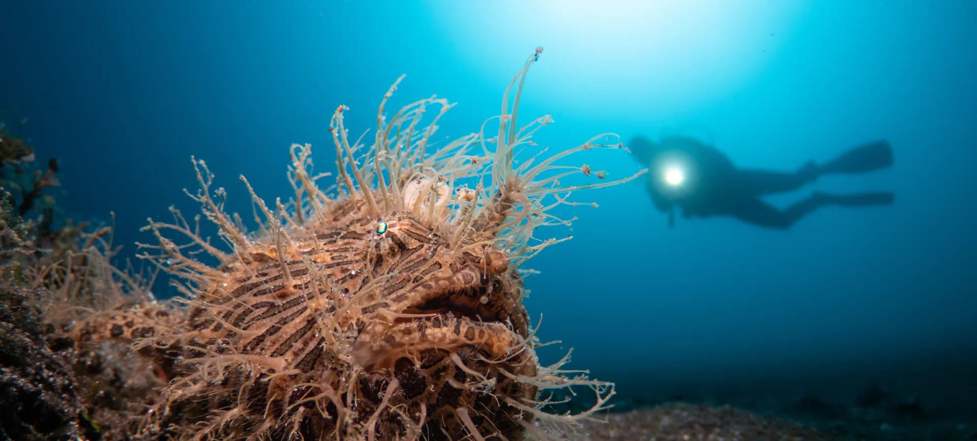 1_CFWA Hairy Frogfish.jpg