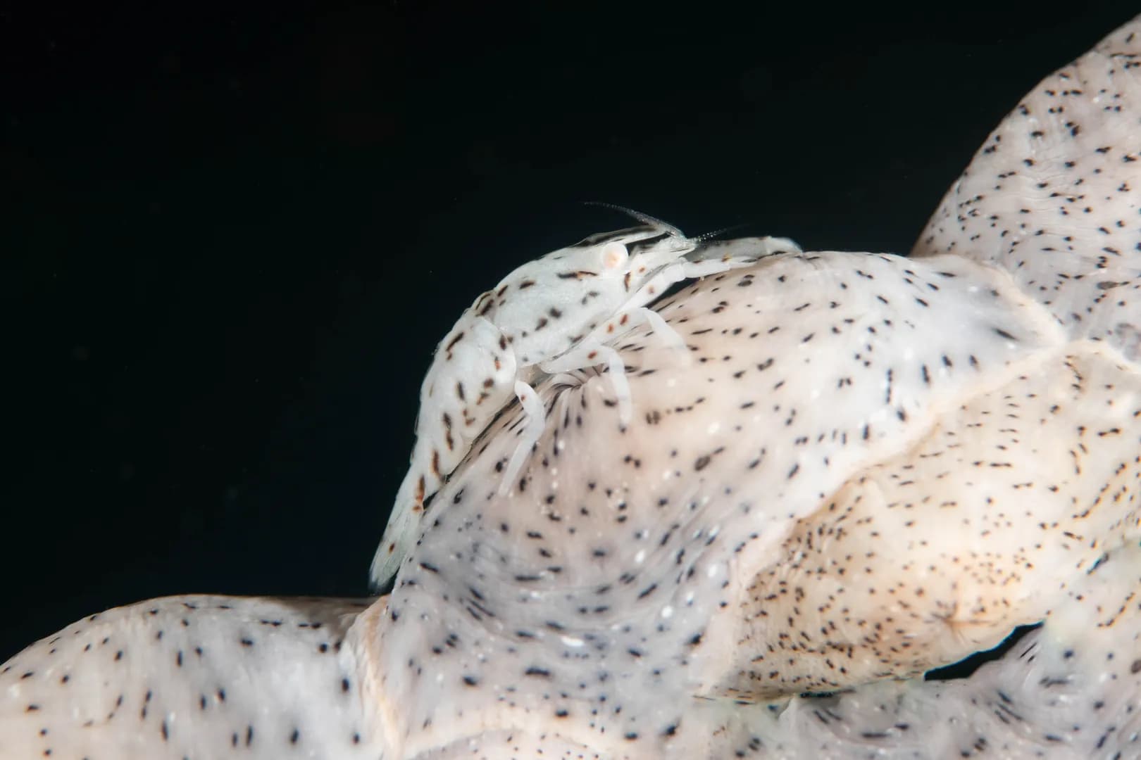 1_Leopard Shrimp.jpg