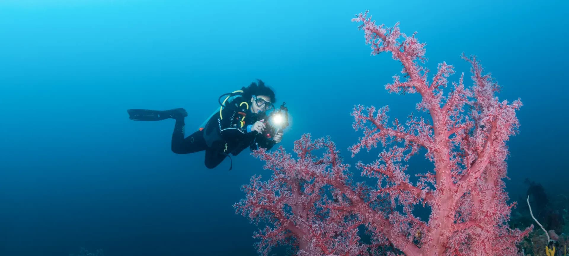 soft-coral