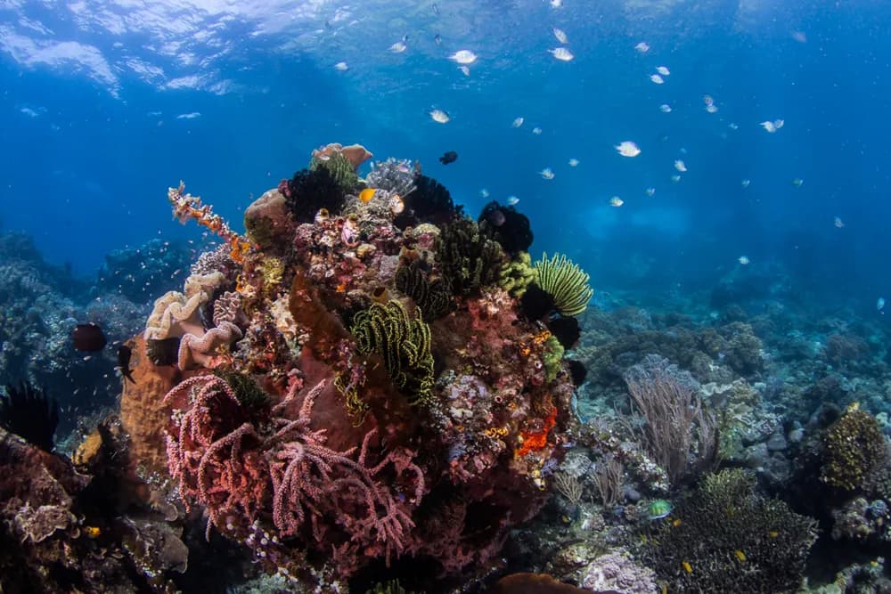 Crinoids