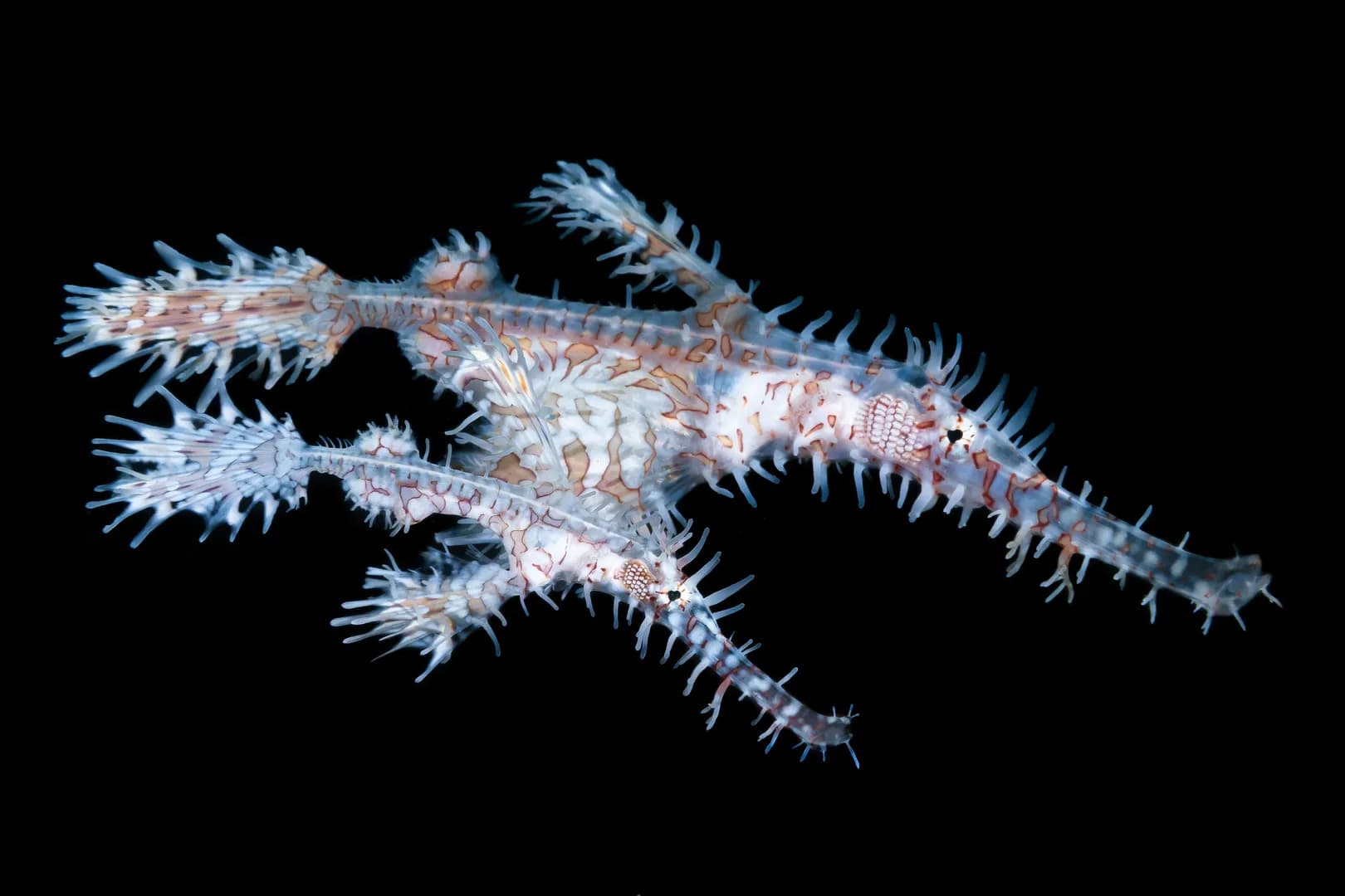 Ornate Ghost Pipefish Pair