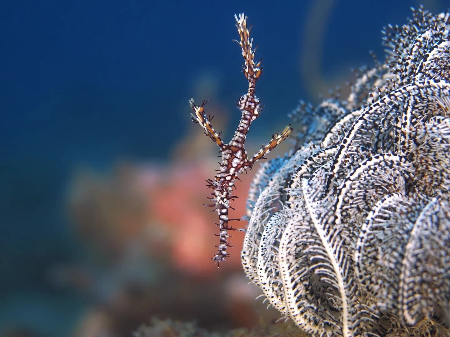 Ornate ghost pipefish next to crinoid
