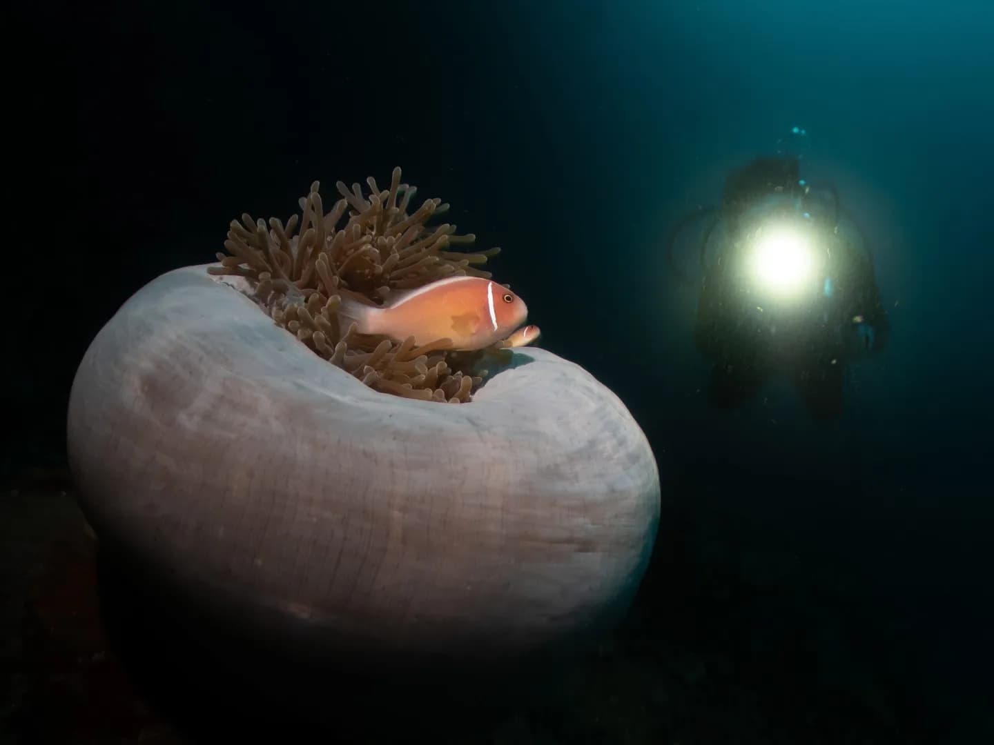 Underwater Photography and Diving in Lembeh Strait