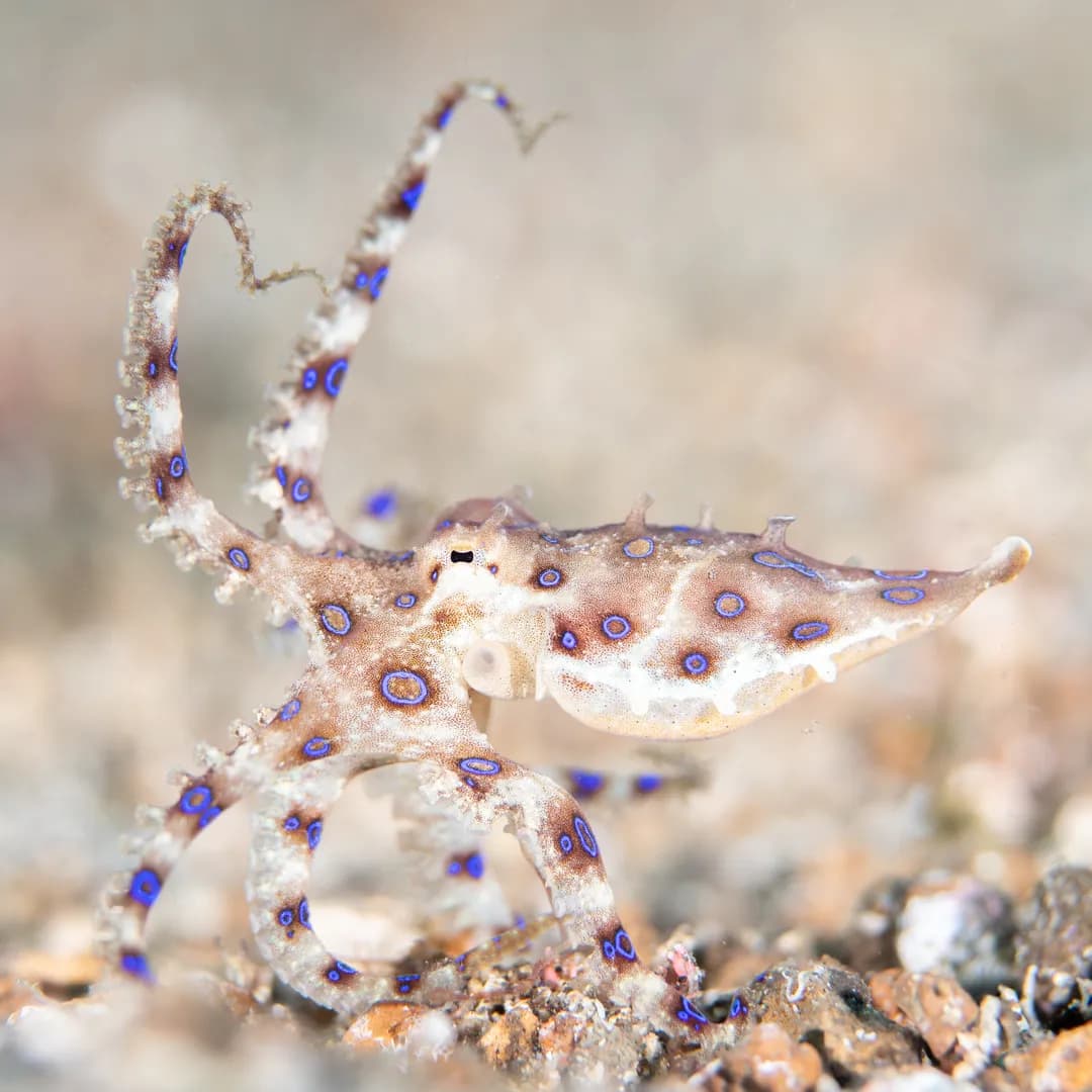 3_Blue Ring Octopus.jpg