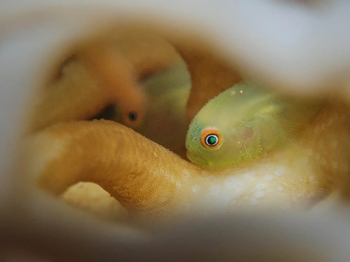 3_Coral Gobies.jpg