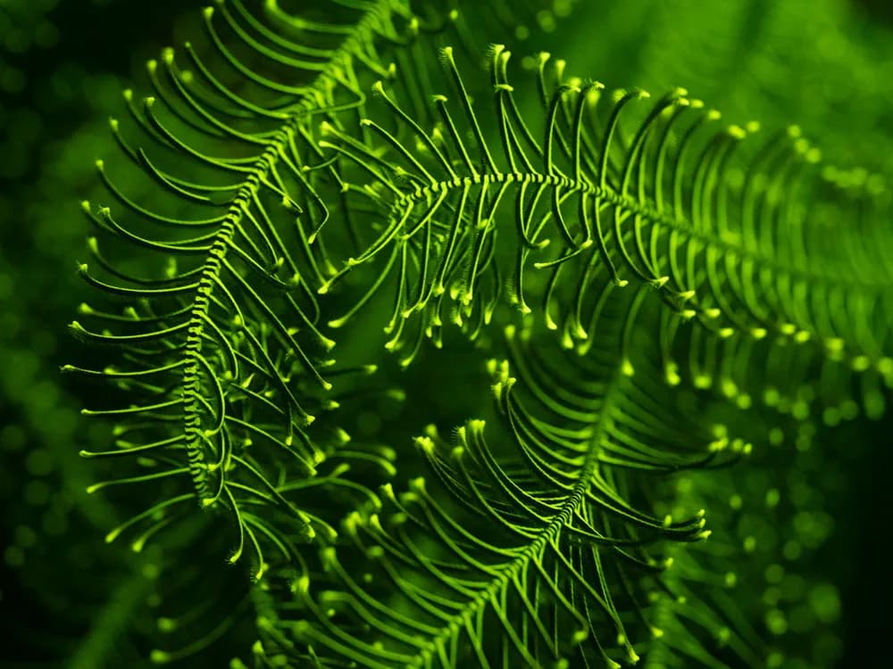 Crinoid Fluoro