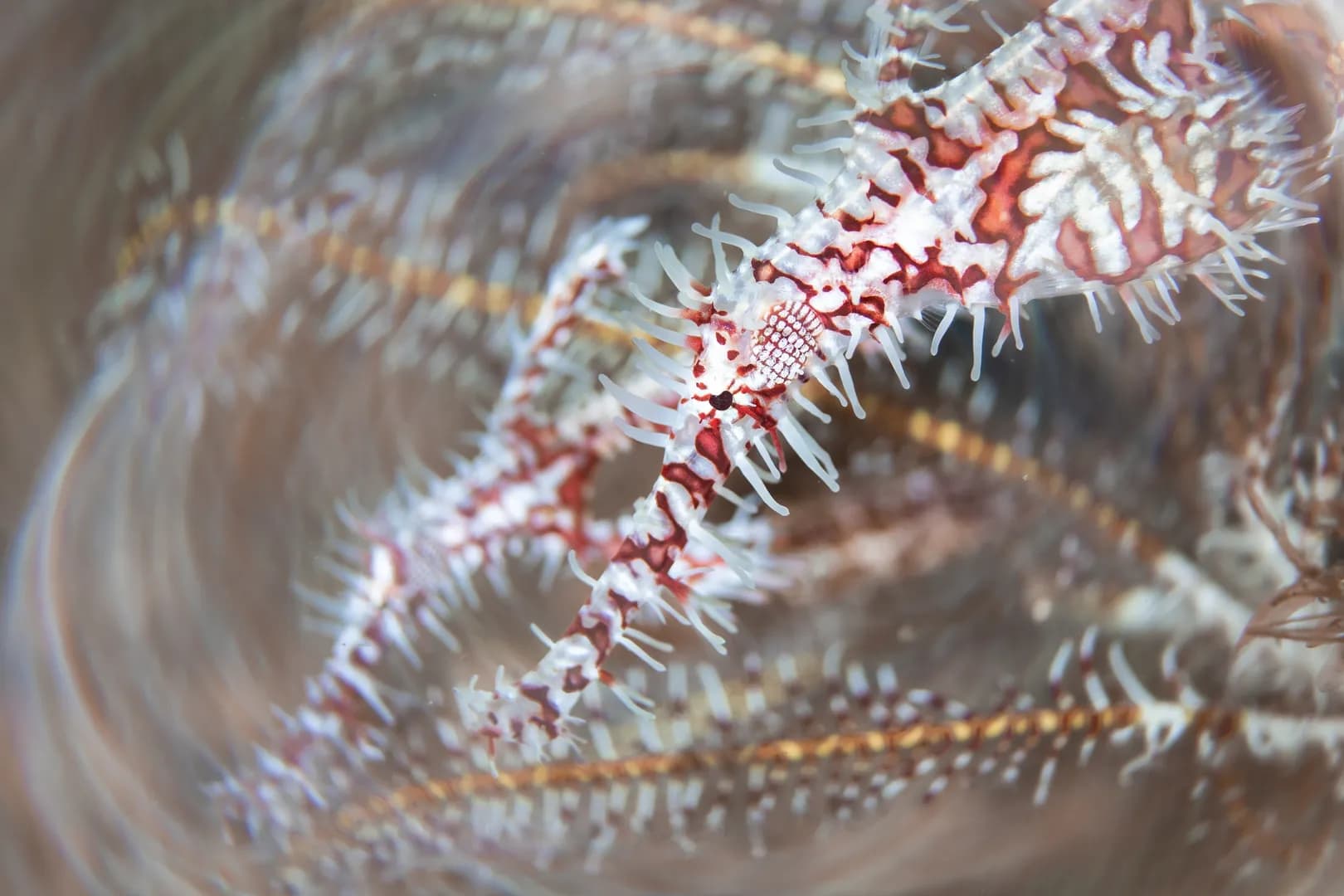  Ornate Ghostpipefish Pair by Ross