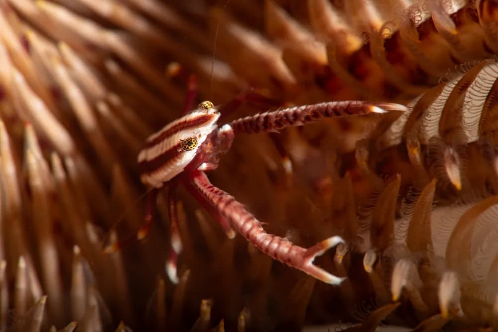 Crinoid Squatlobster