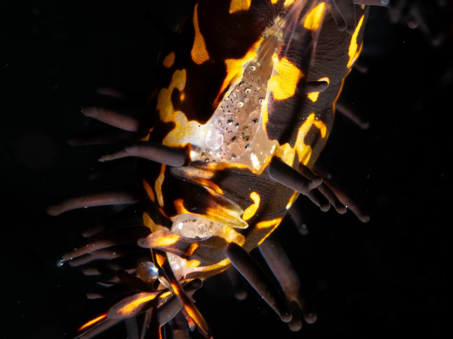 Female Ghostpipefish carries her eggs