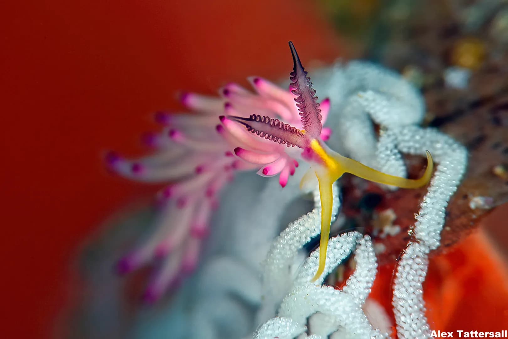 Nudibranch