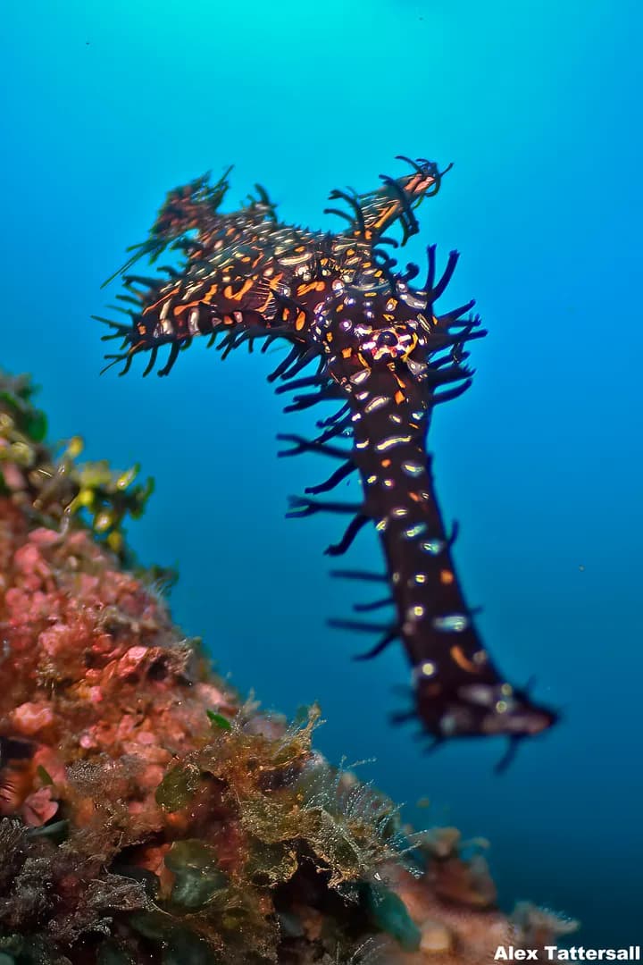 seahorse
