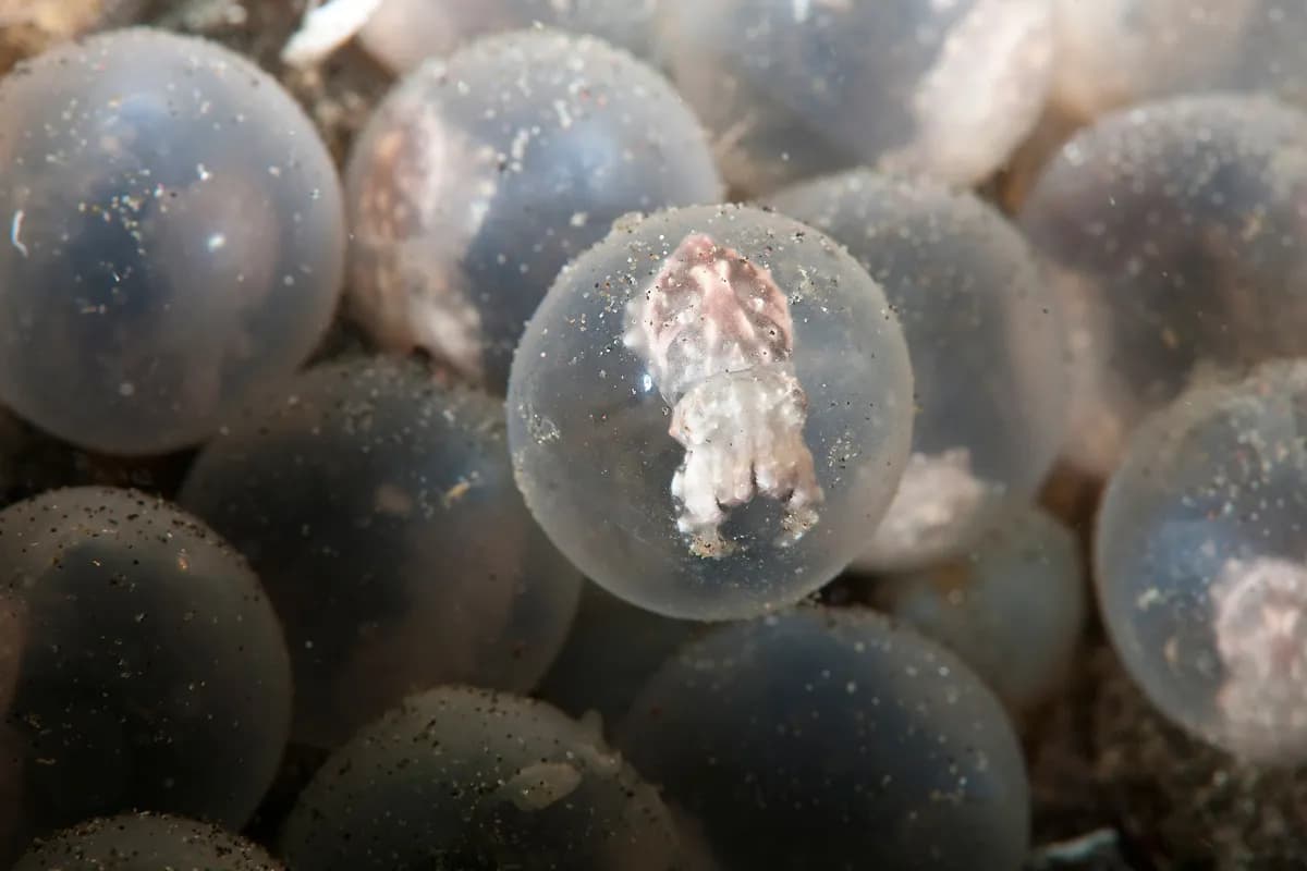 Andy Martines - Flamboyant cuttlefish egg