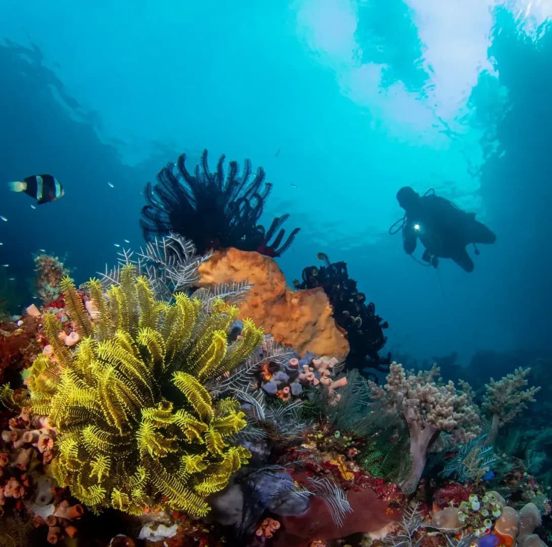 Underwater Bangka Reef with Diver