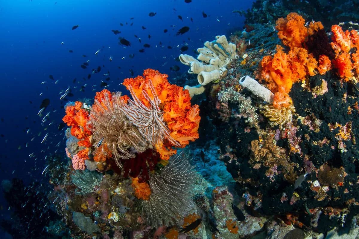 Reef diving Lembeh