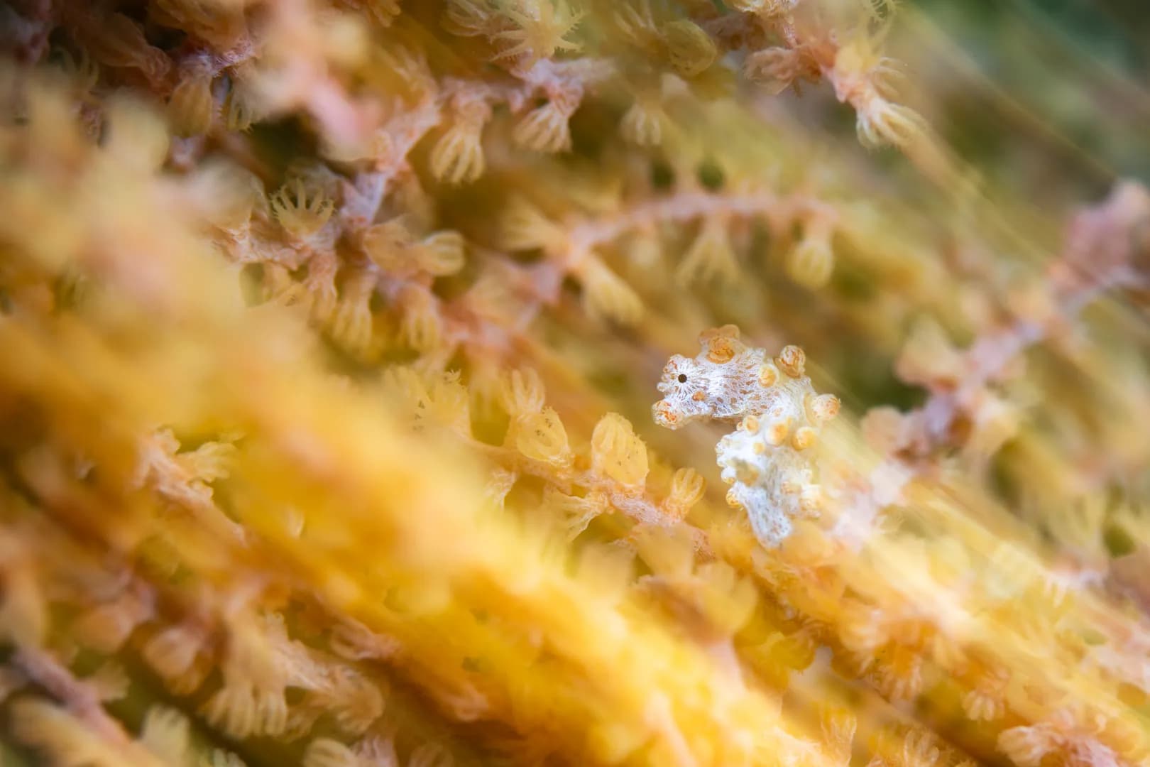 Bargibanty Pygmy Seahorse Slow Shutter