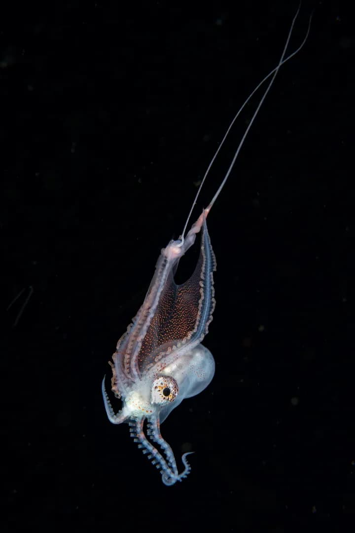 Blanket octopus by Mario