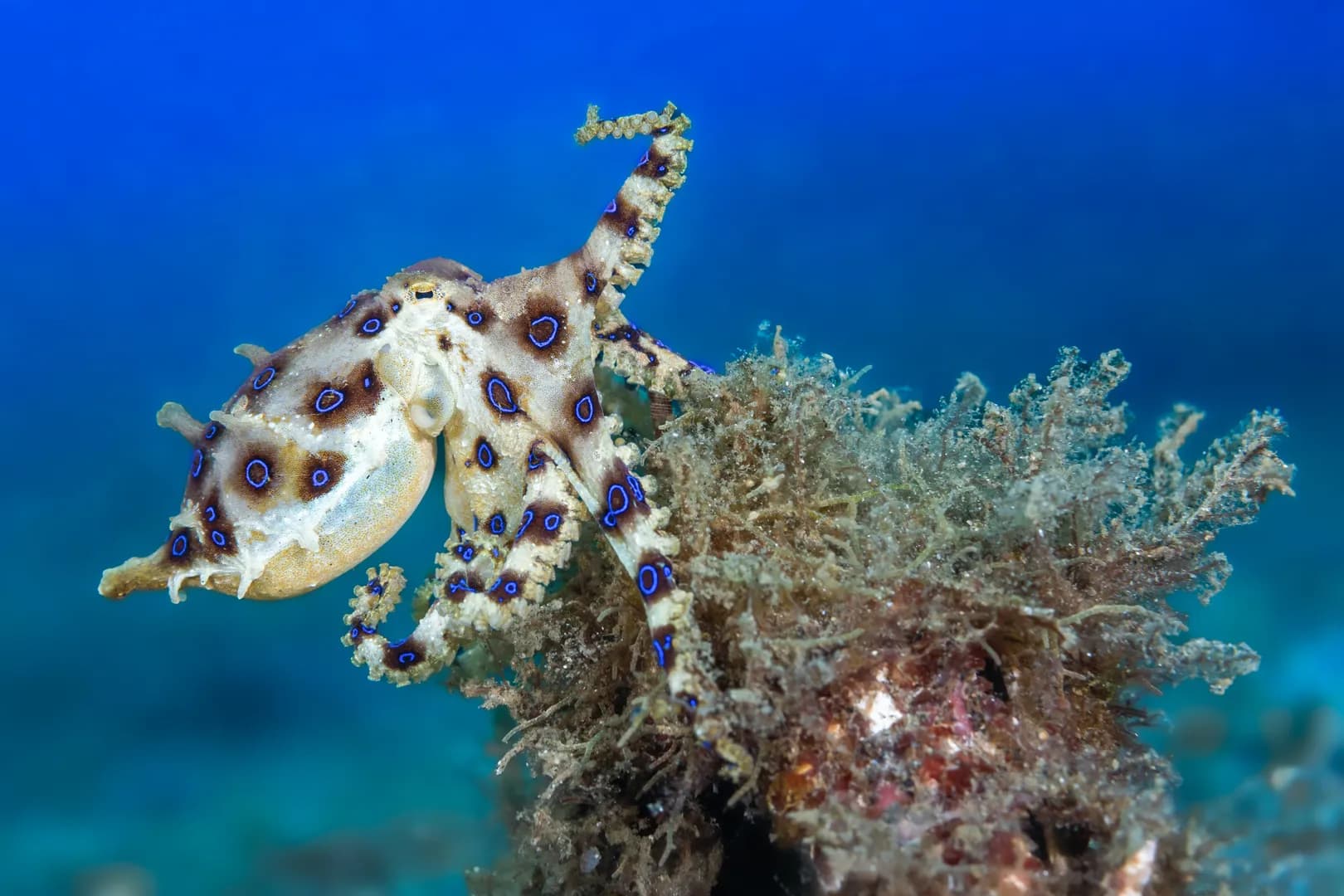 Blue Ringed Octopus