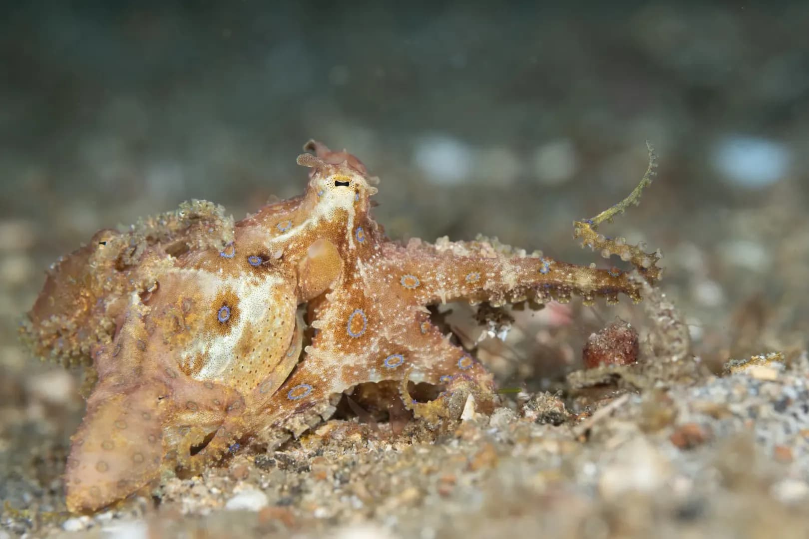 Blueringed Octopus - LGW