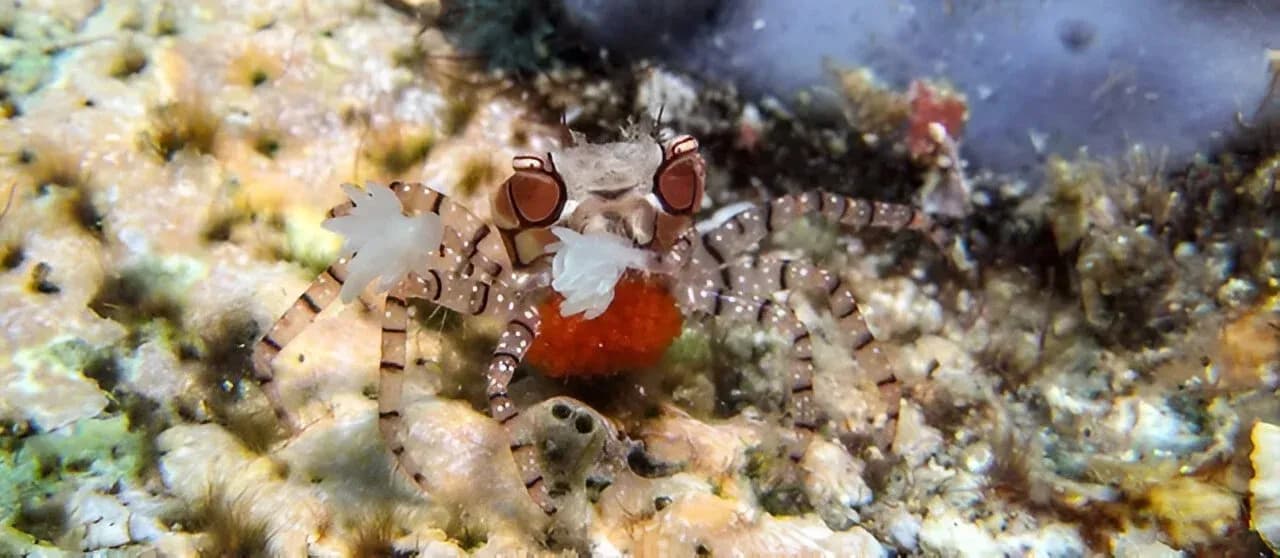 Boxer crab at Lembeh Strait