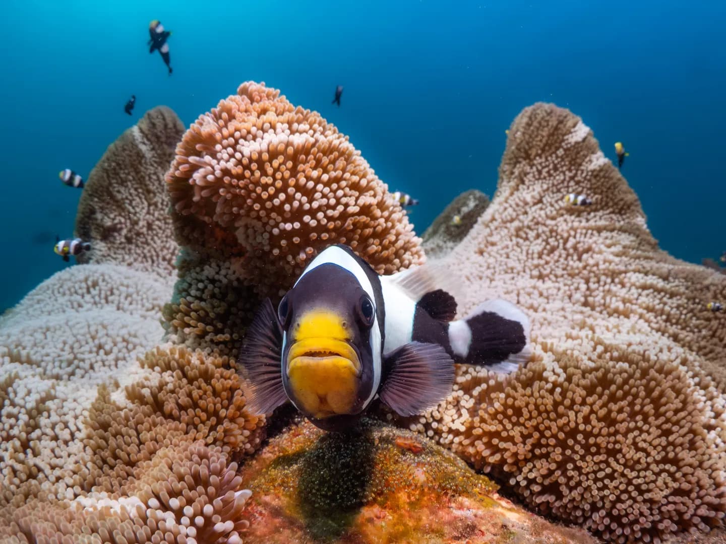 Clownfish with blurred background