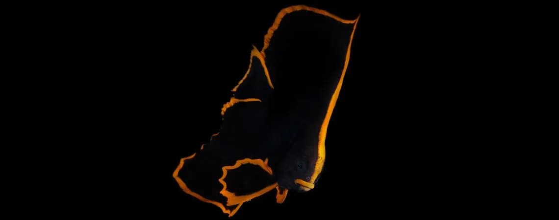Cover-Banner-Pinnate-Batfish