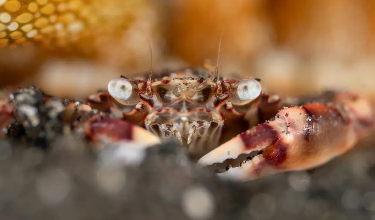 Crab by Karen Whitehair