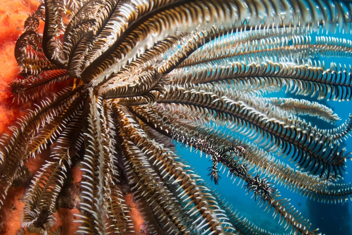 Crinoid Ghost Pipefish