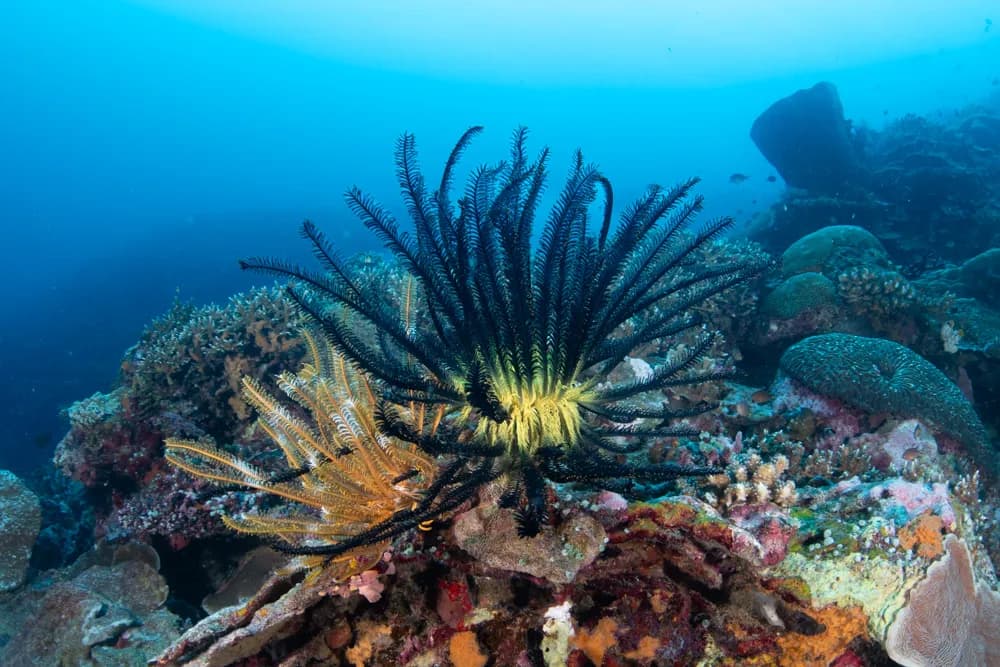 Crinoid Wide