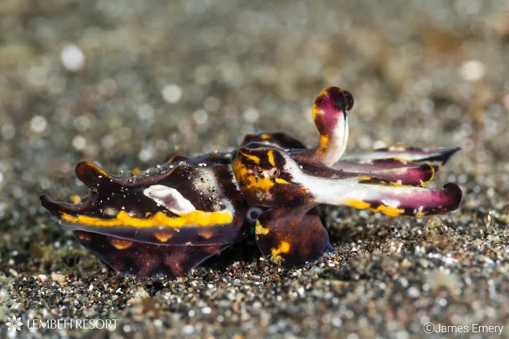 Flamboyant cuttlefish