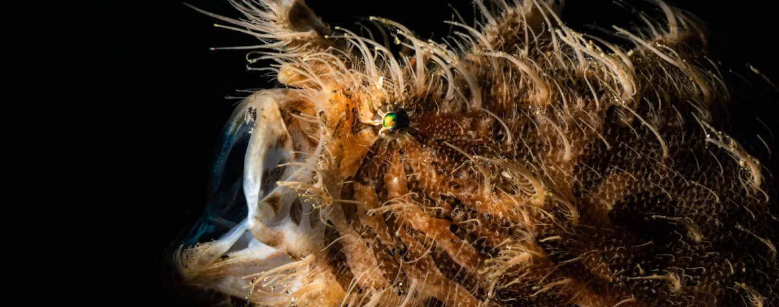 Frogfish lembeh strait