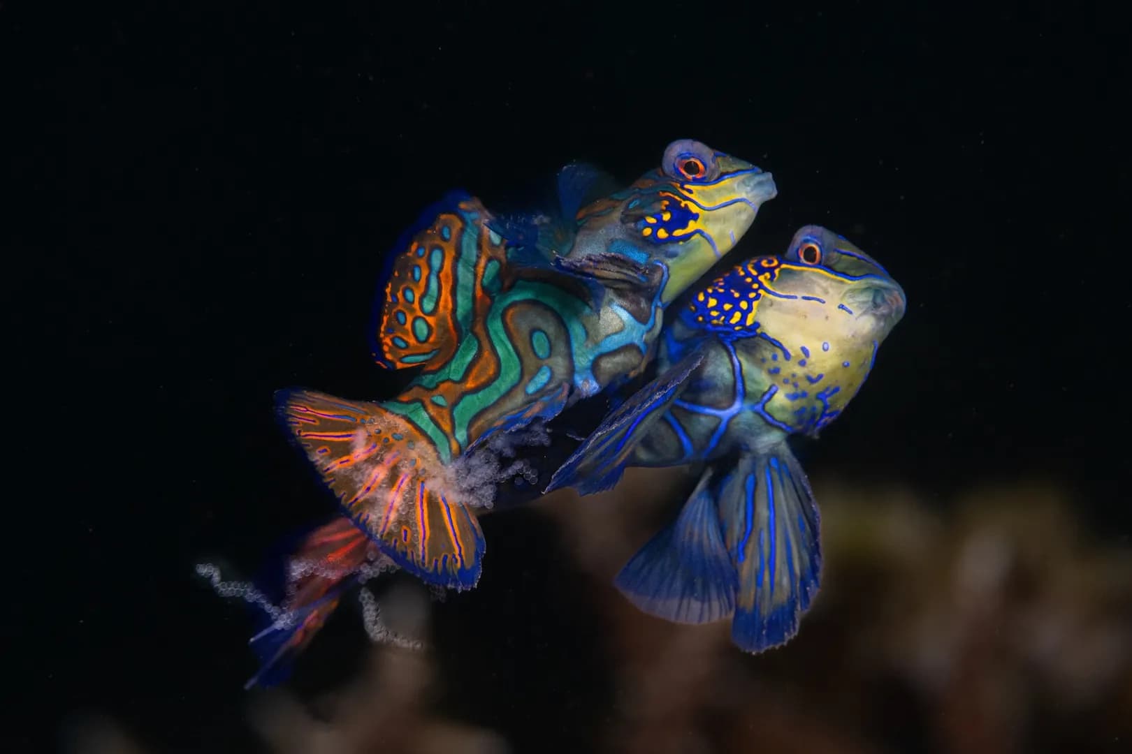mandarin fish