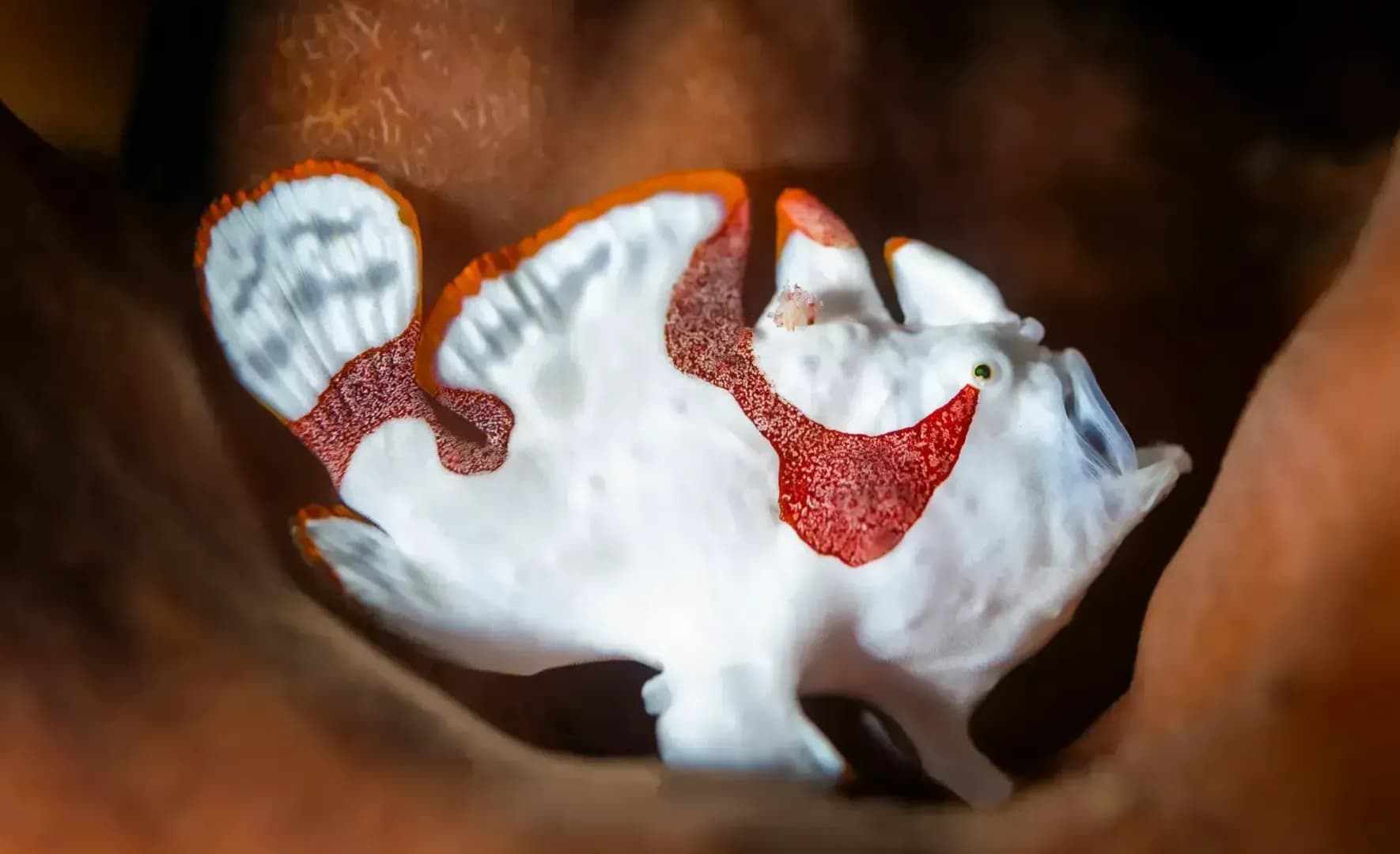 nick-more-frogfish