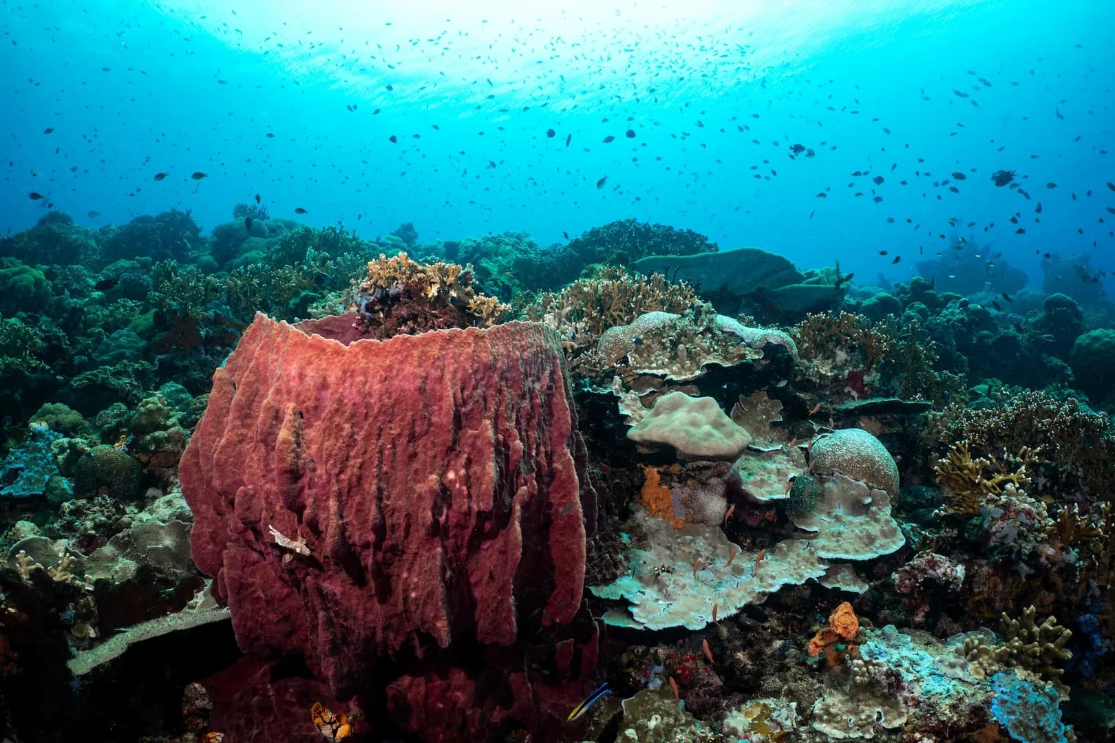 East Lembeh by Lawrence Watkins