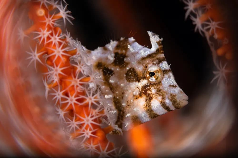 Filefish by Fabiana Fregonesi