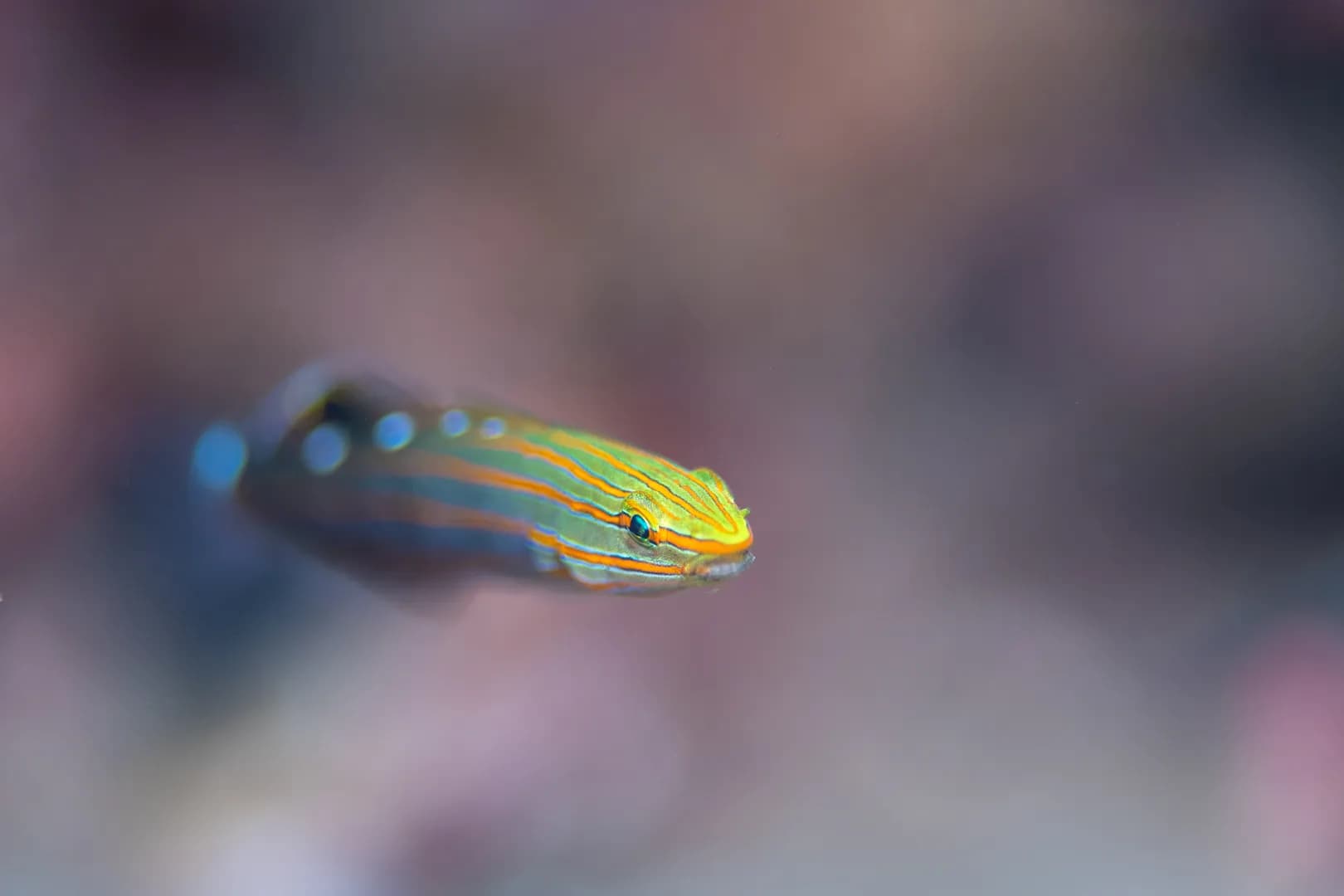 fish with blurred background