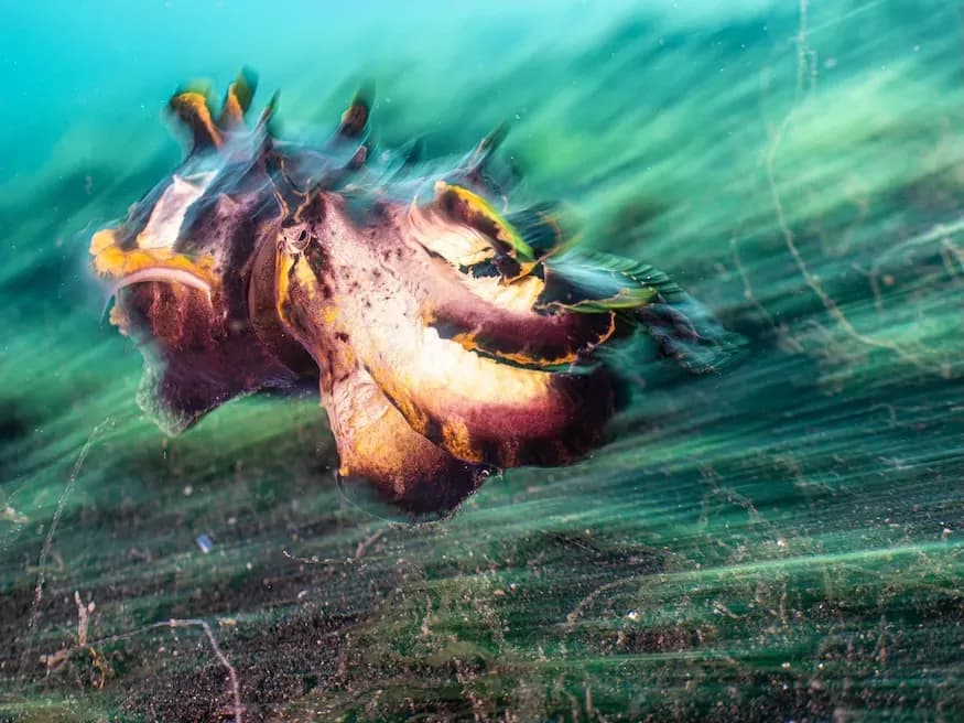 Flamboyant Cuttlefish by Nir Friedman