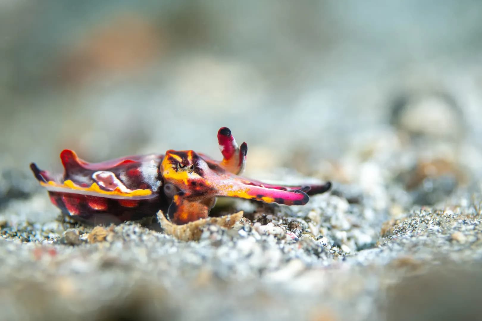 Flamboyant Cuttlefish - LGW