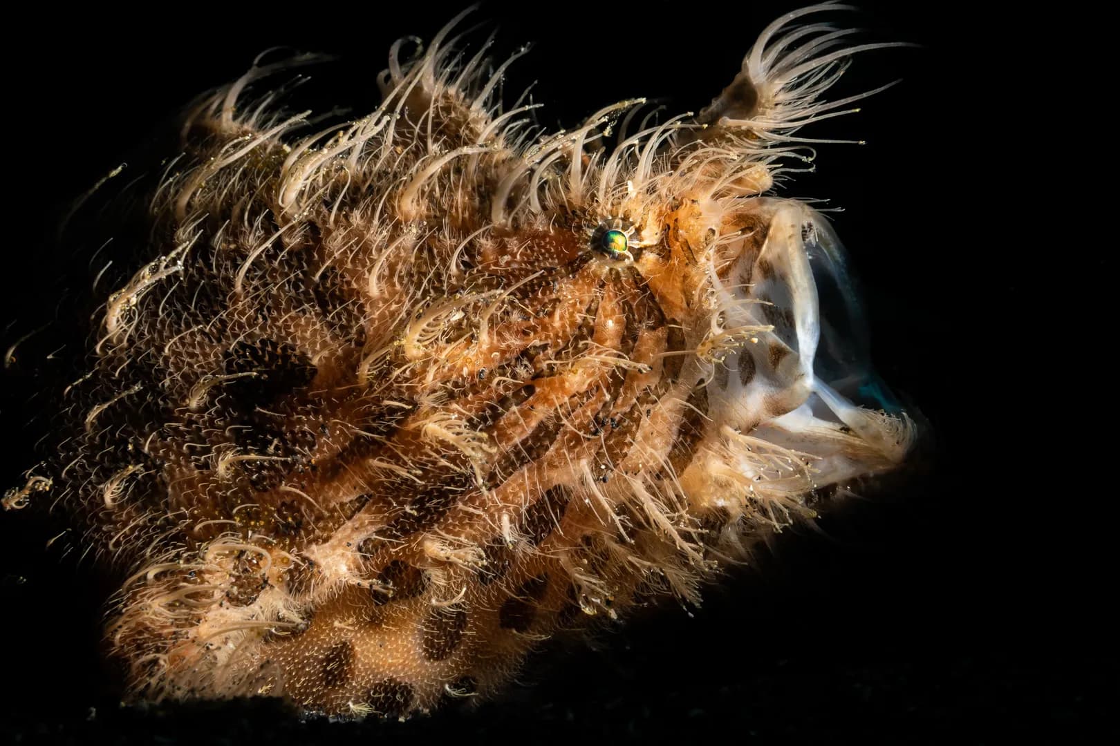 frogfish