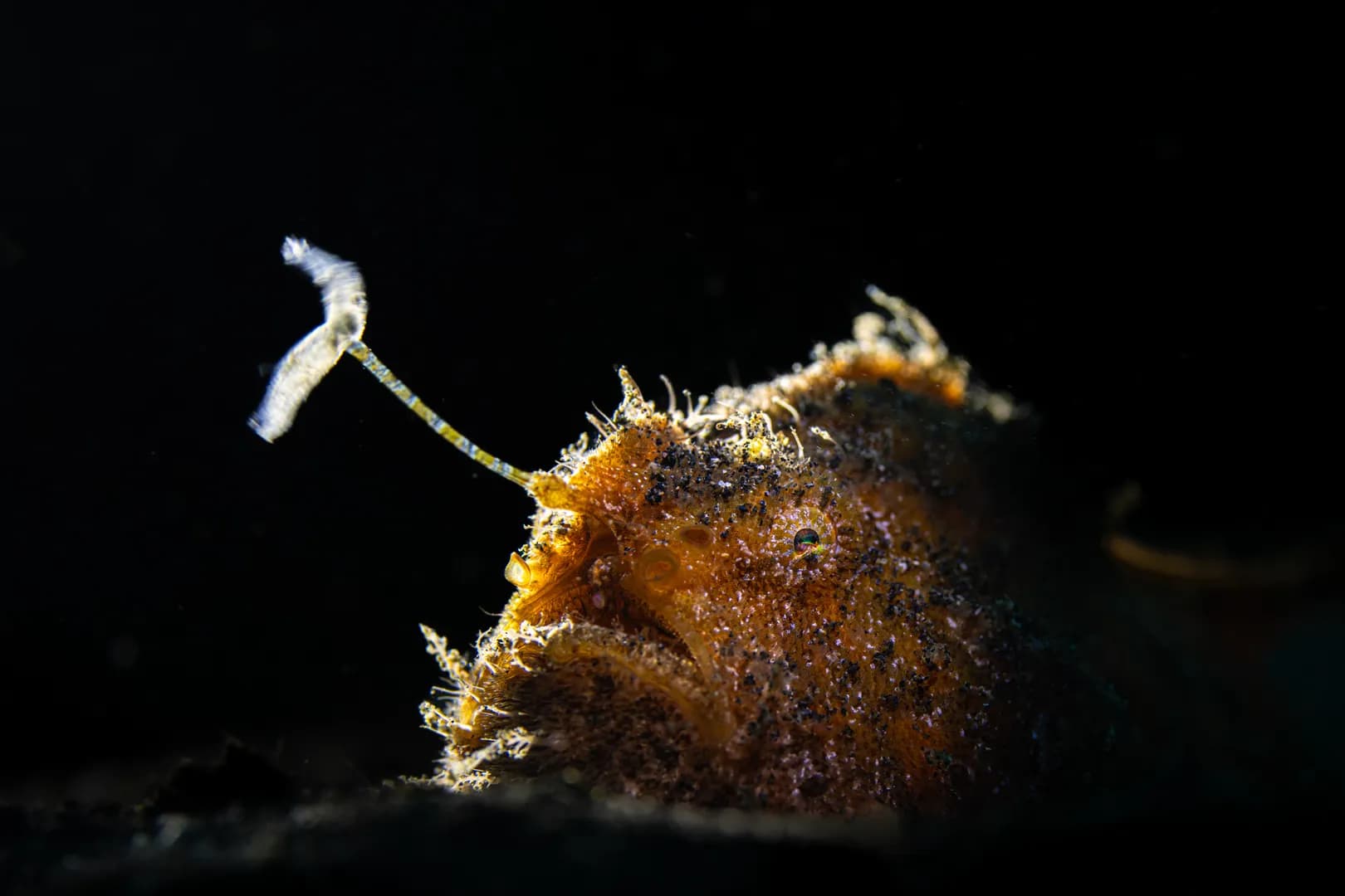 Frogfish - By Saeed Rashid