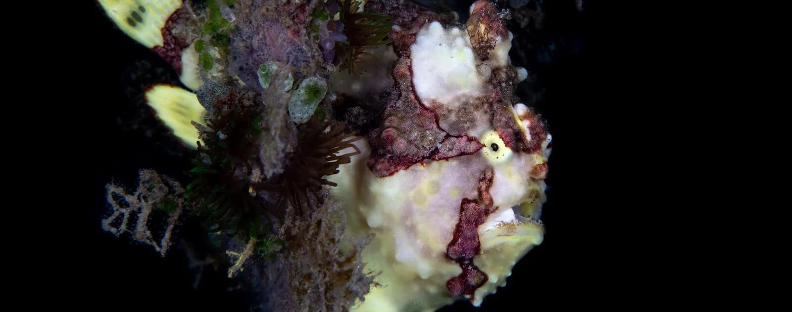 Frogfish at Lembeh Strait