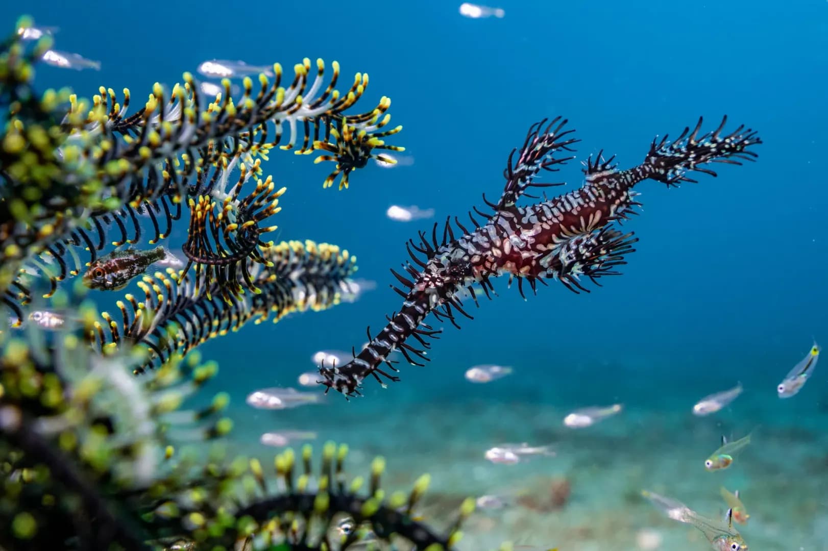 Ghost Pipefish - LGW 