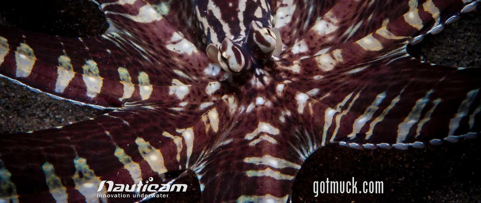 octopus at Lembeh Strait