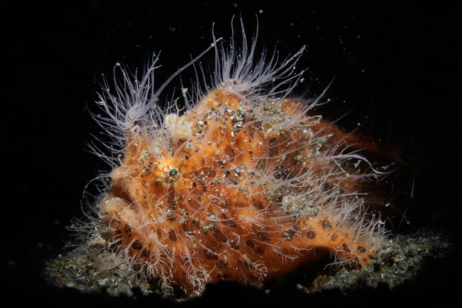 hairy frogfish - black background